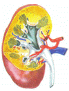 Kidney on Left
