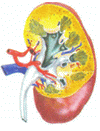Kidney on Right